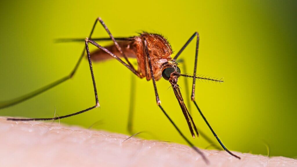 Anopheles-freeborni-resting-female-16-9