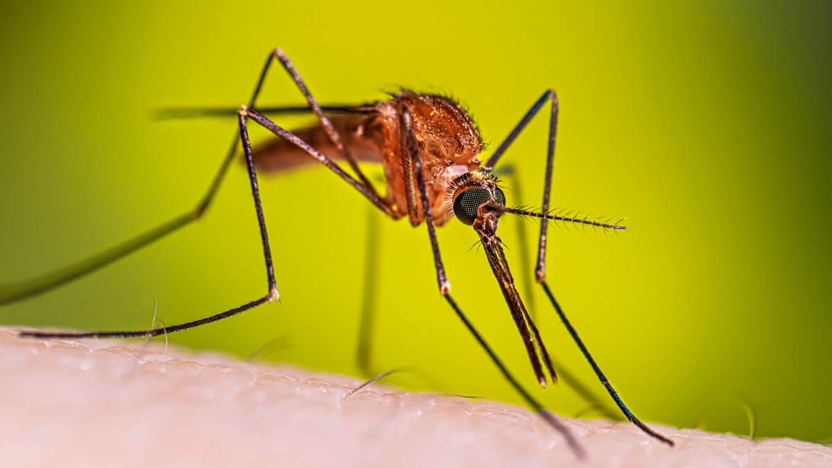 Anopheles-freeborni-resting-female-16-9